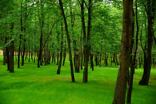 Ormanya Neresidir? 17