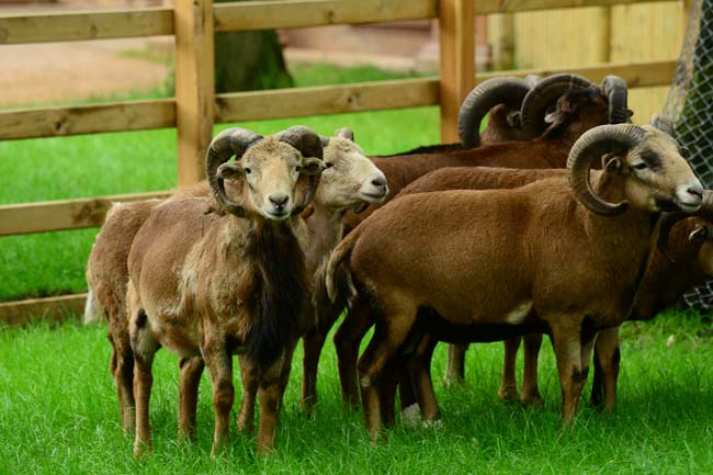 Ormanya Neresidir? 7