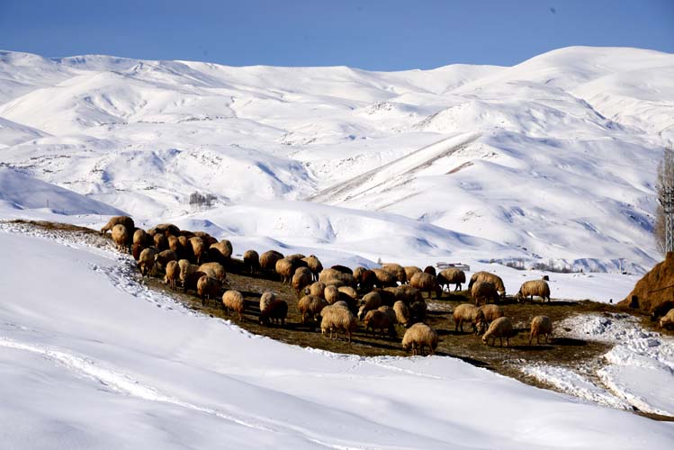 Bilikana Jori Mağara yaşam alanları 9