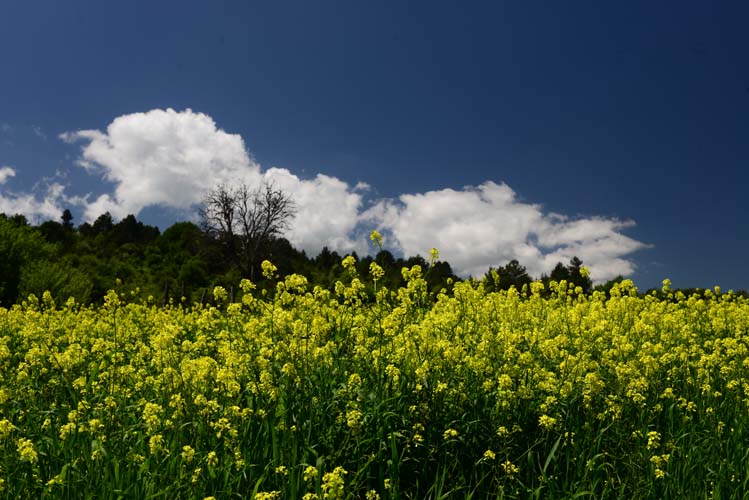 Yerel Olan Evrenseldir (4) 6