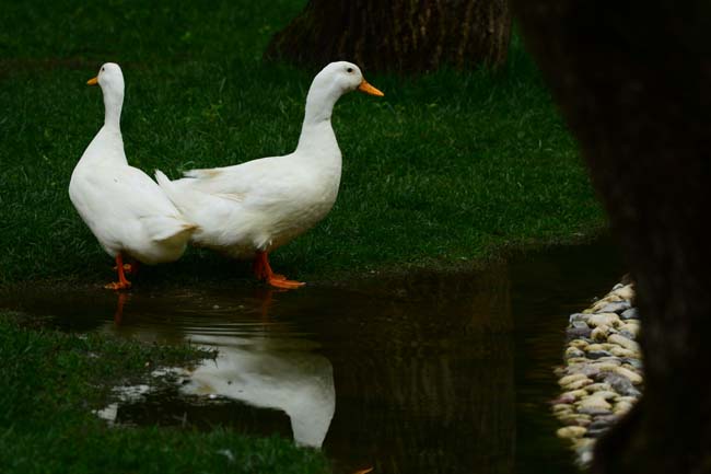 Ormanya Neresidir? 6