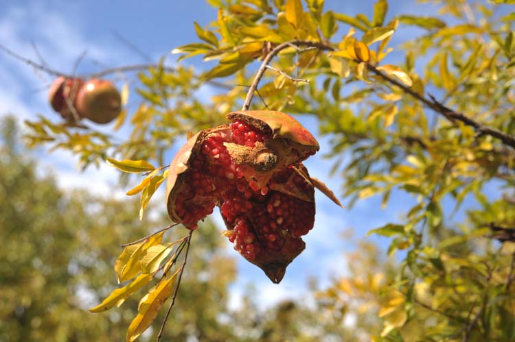 Yerel Olan Evrenseldir (3) 4