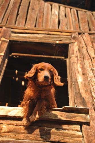 Köpekler Sayı Sayabilirler mi? 6