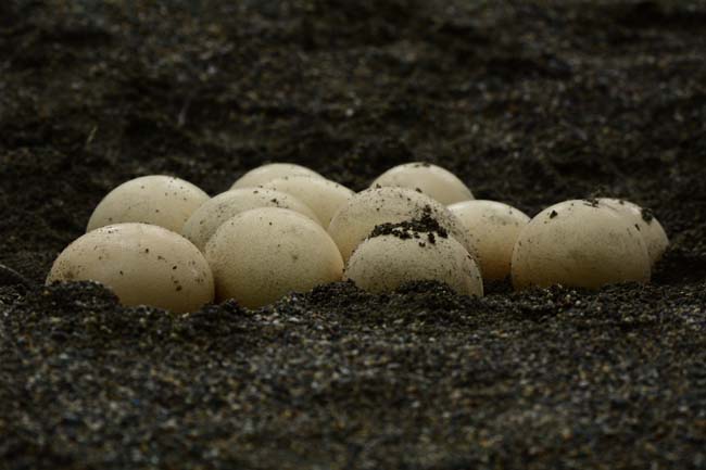 Ormanya Neresidir? 8