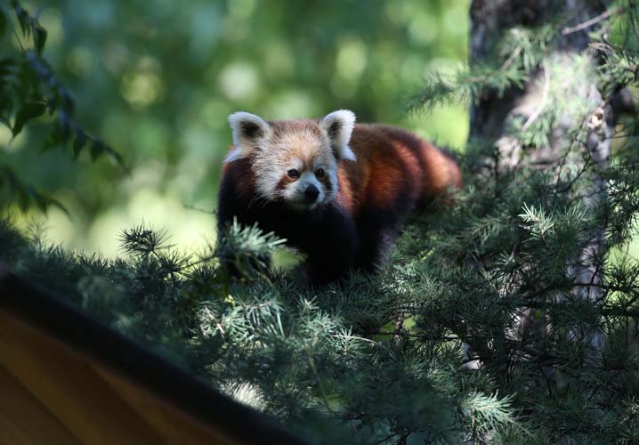 Uluslararası Kırmızı Panda Günü 9