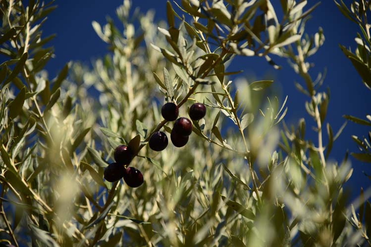 Milas Zeytin Hasat Şenliği 3