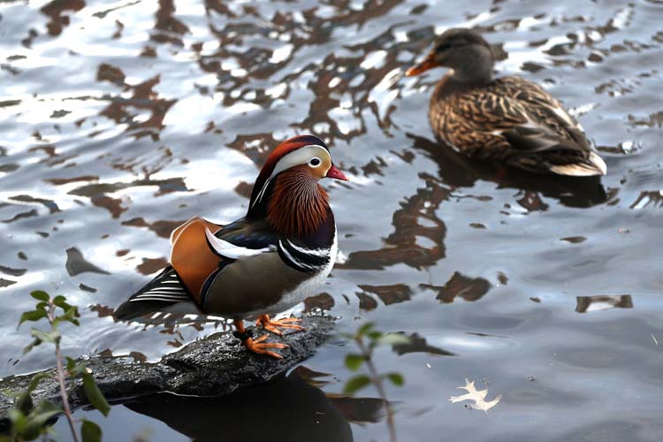 Mandarin Ördeği 12