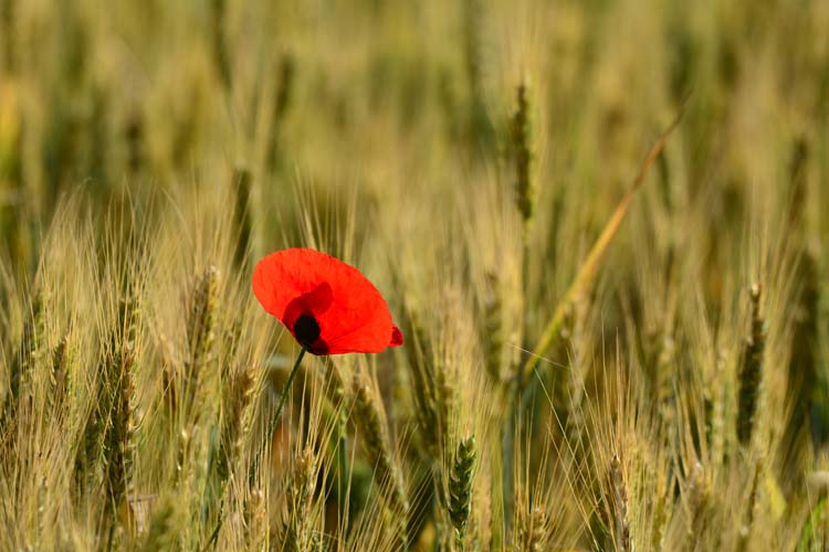 Yerel Olan Evrenseldir (1) 4