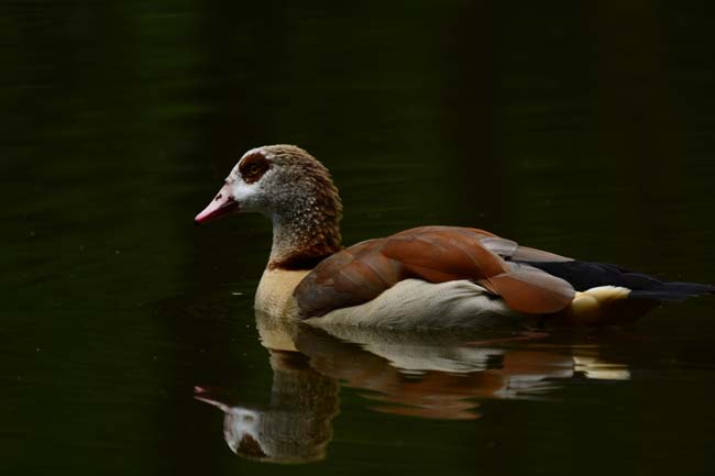 Ormanya Neresidir? 3