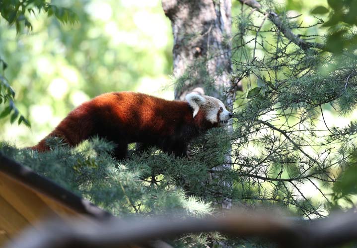 Uluslararası Kırmızı Panda Günü 7