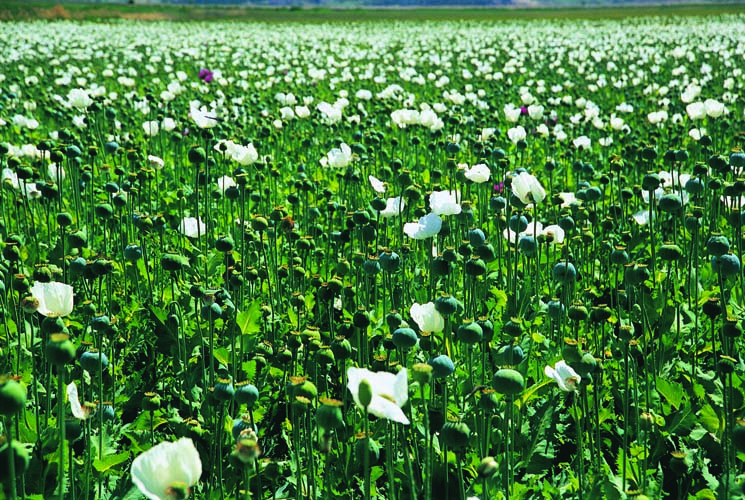 Yerel Olan Evrenseldir (2) 1