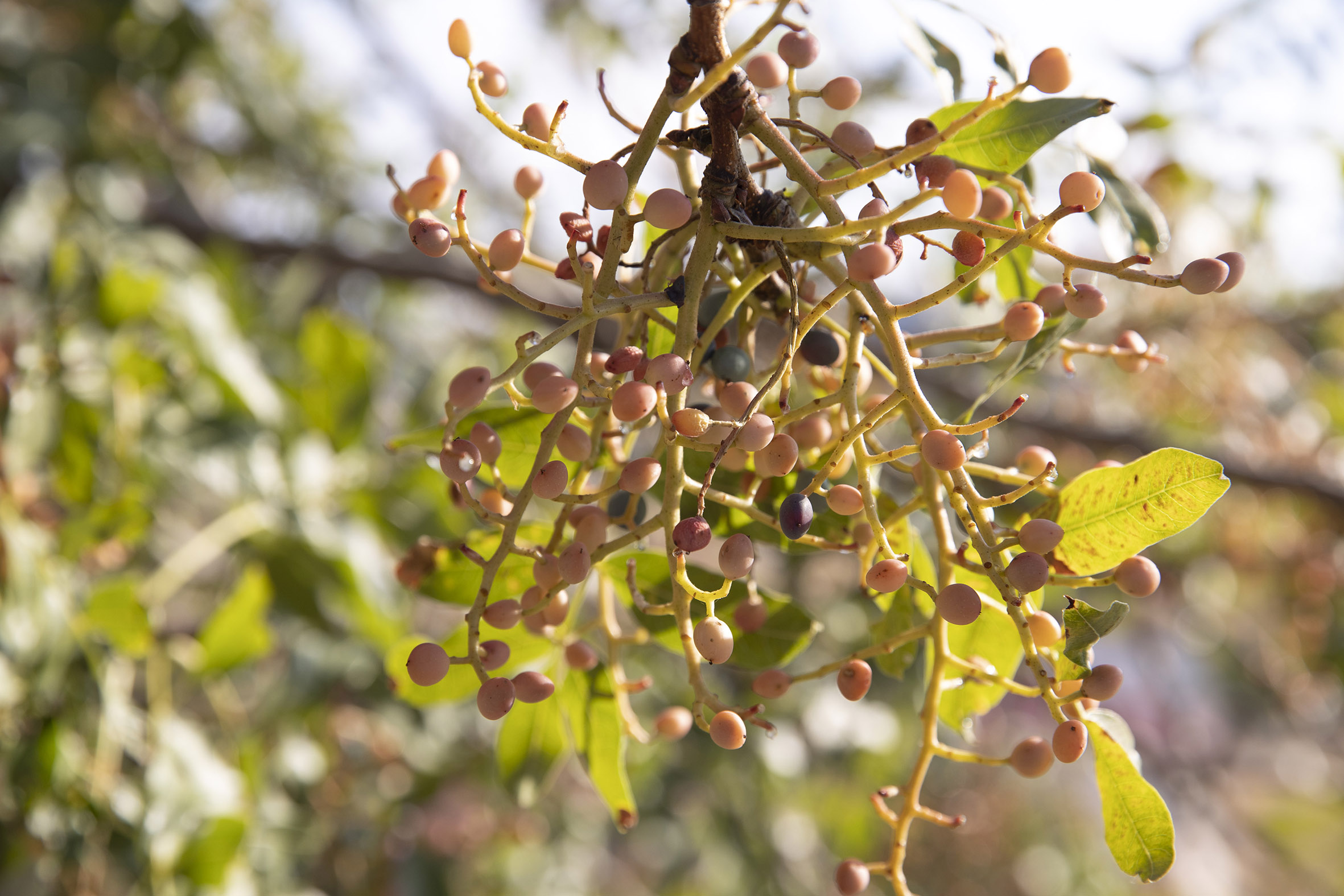 Güz gelince köylüler dağlara çıkıp topluyor! 3