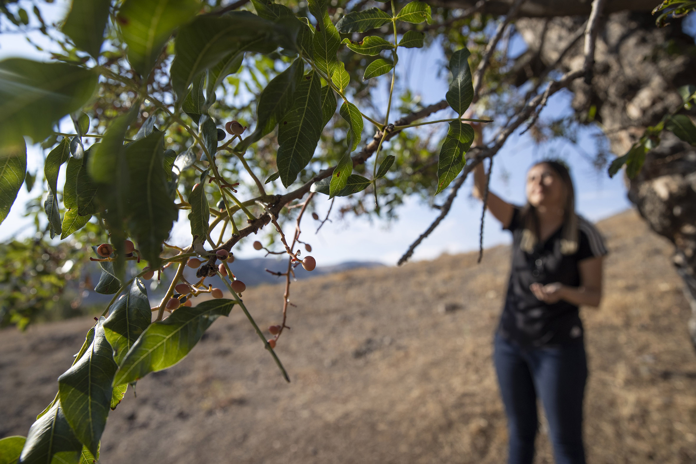 Güz gelince köylüler dağlara çıkıp topluyor! 7