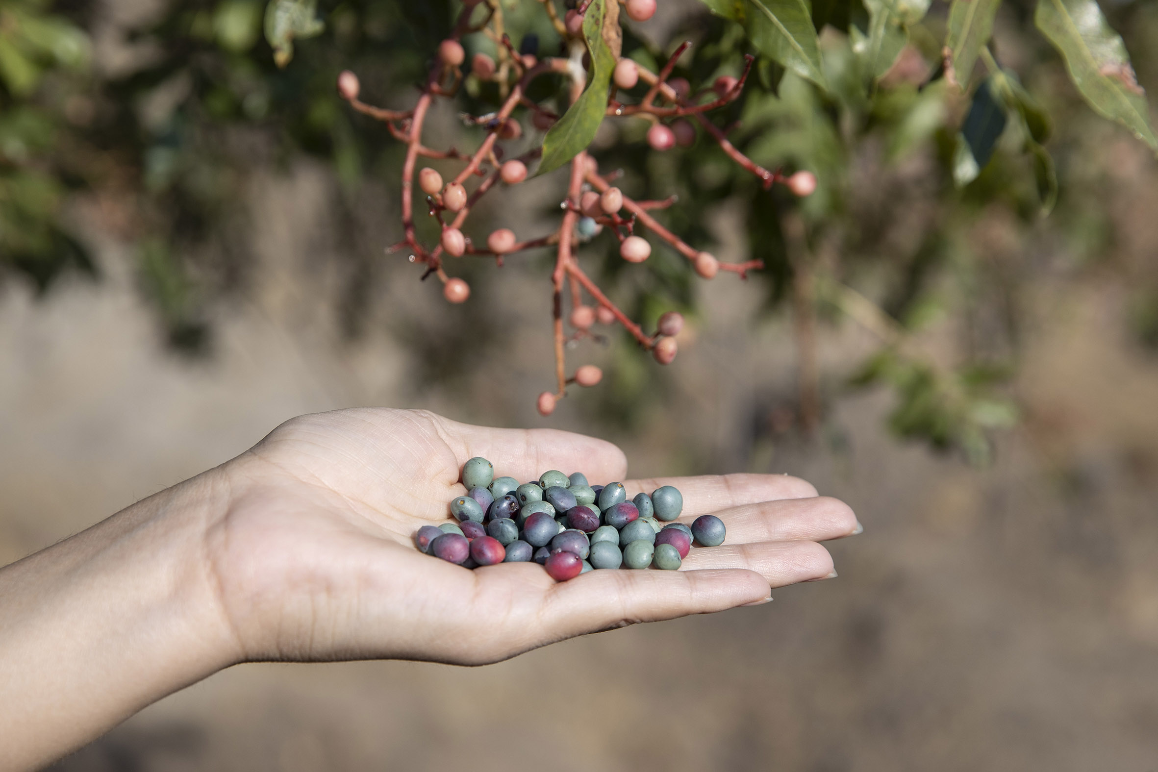 Güz gelince köylüler dağlara çıkıp topluyor! 8