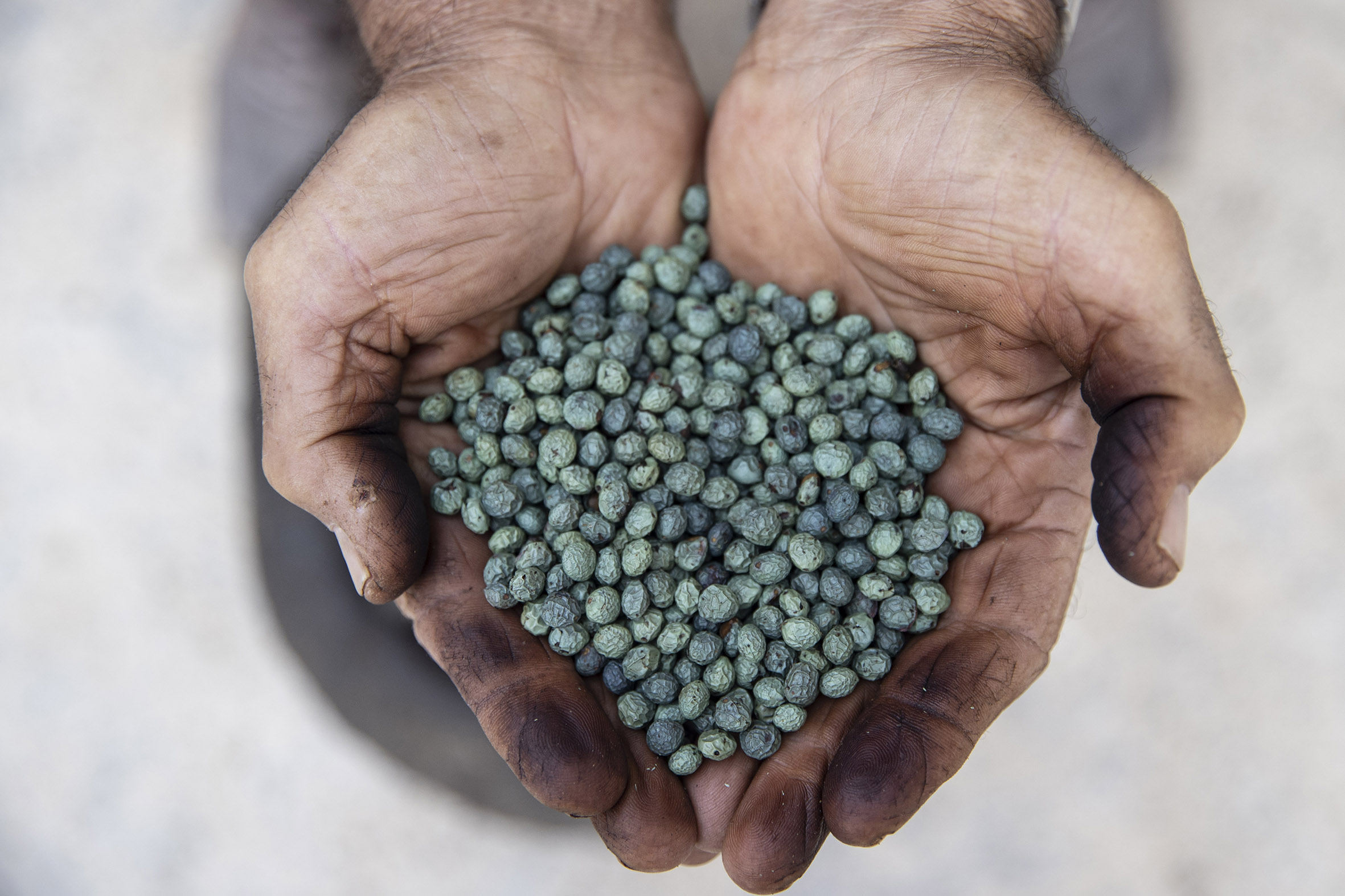 Güz gelince köylüler dağlara çıkıp topluyor! 10