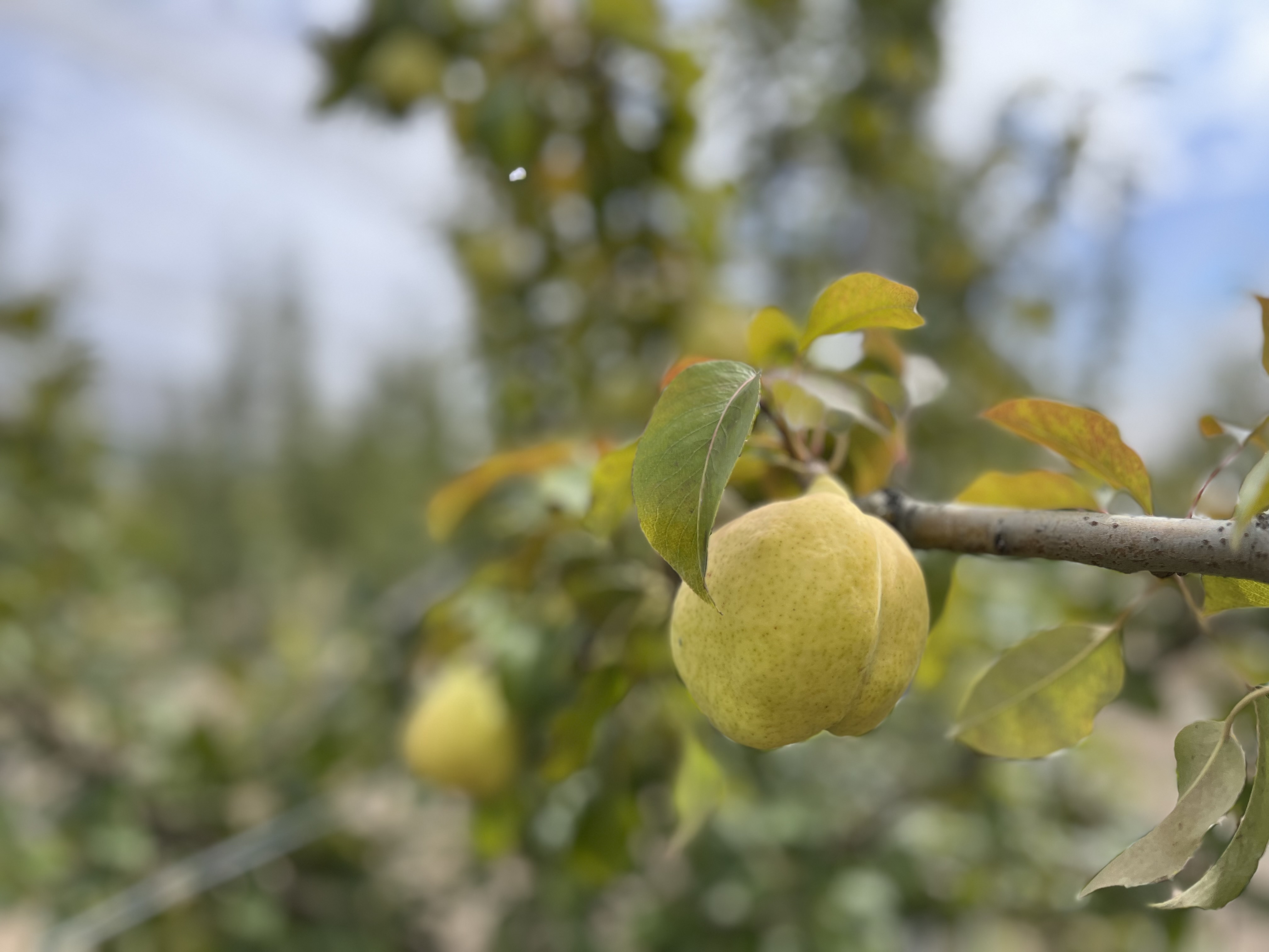 Ateş yanıklığı hastalığına karşı yeni armut çeşitleri geliştirildi 1