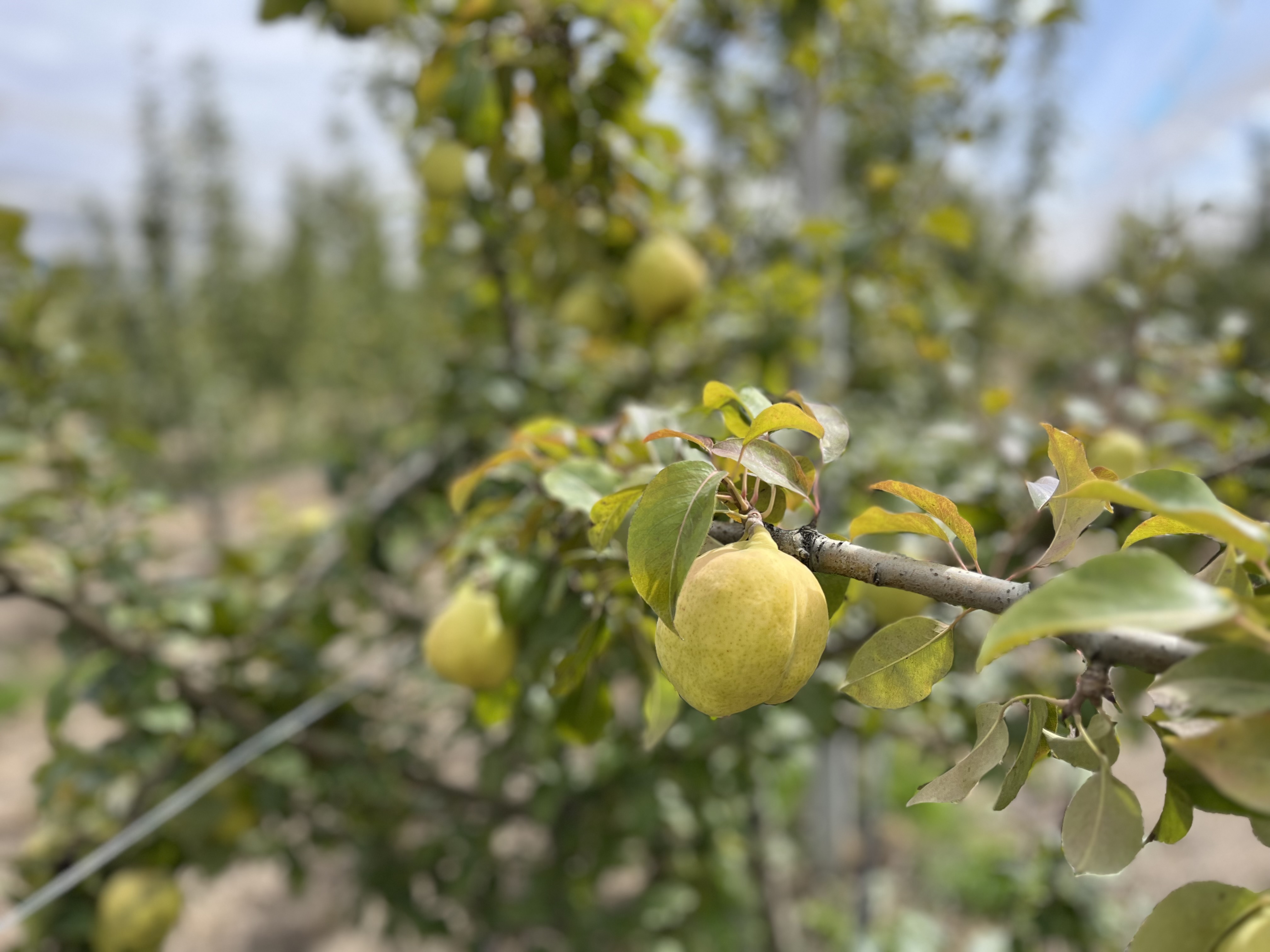 Ateş yanıklığı hastalığına karşı yeni armut çeşitleri geliştirildi 2