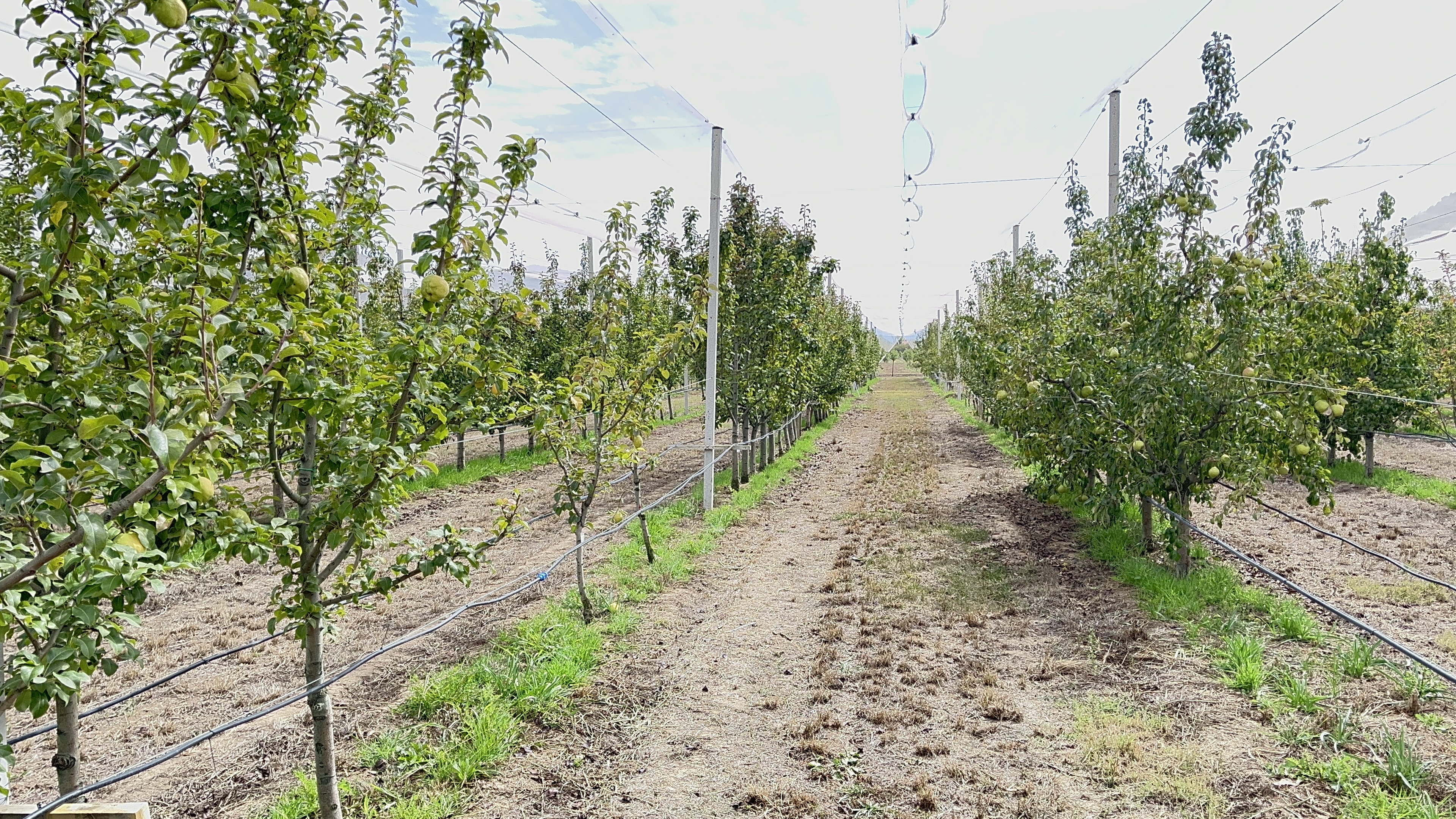 Ateş yanıklığı hastalığına karşı yeni armut çeşitleri geliştirildi 3