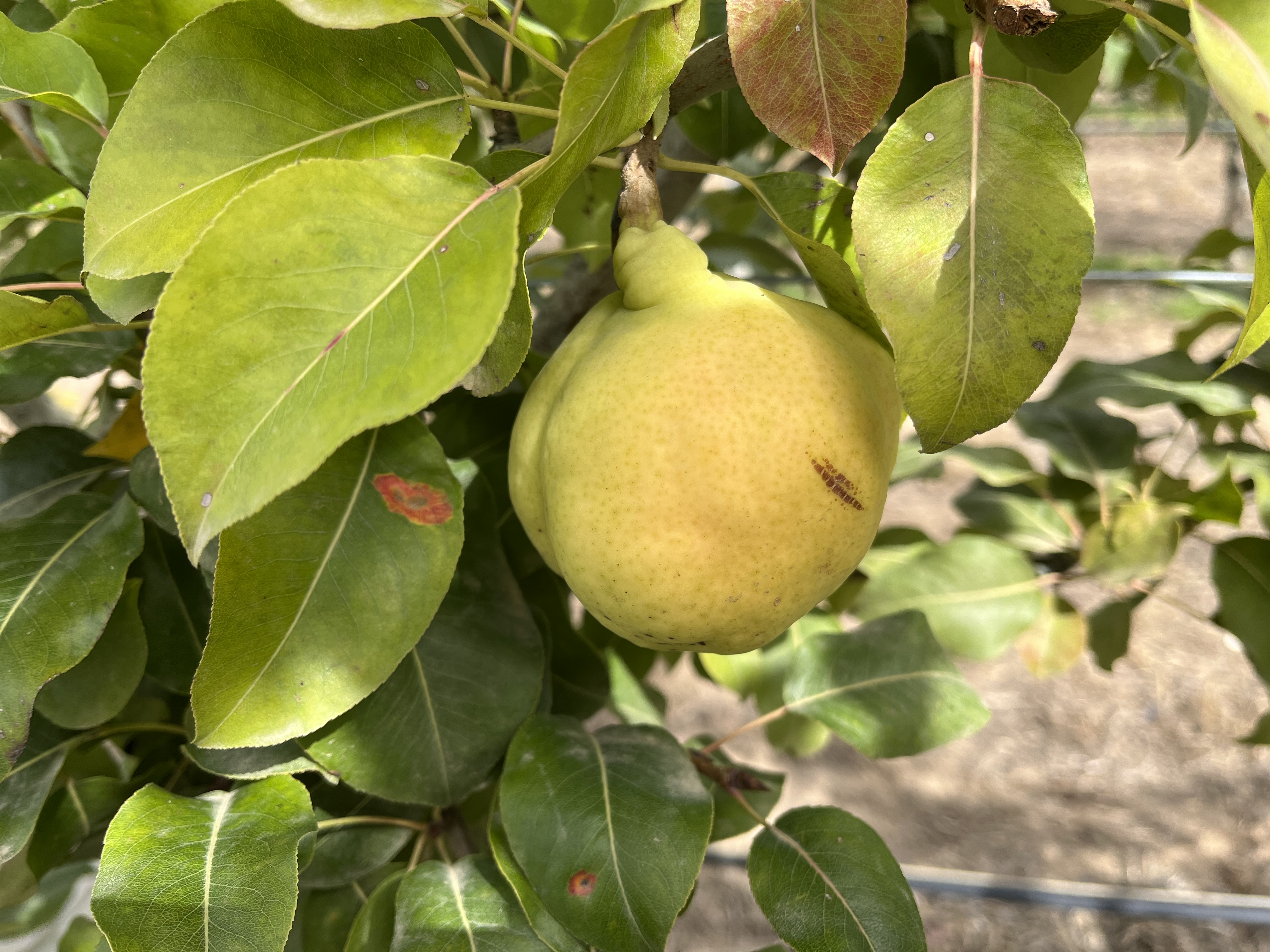 Ateş yanıklığı hastalığına karşı yeni armut çeşitleri geliştirildi 4