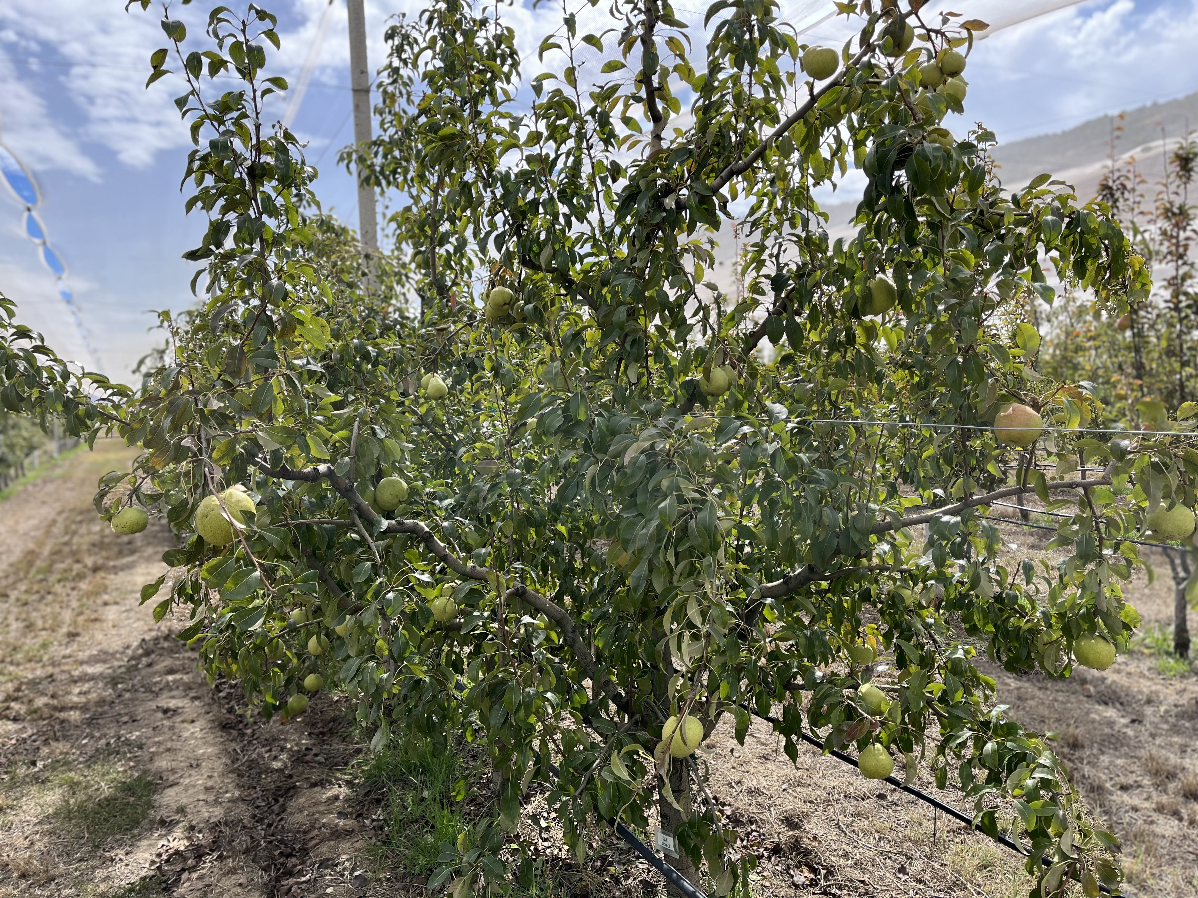 Ateş yanıklığı hastalığına karşı yeni armut çeşitleri geliştirildi 5