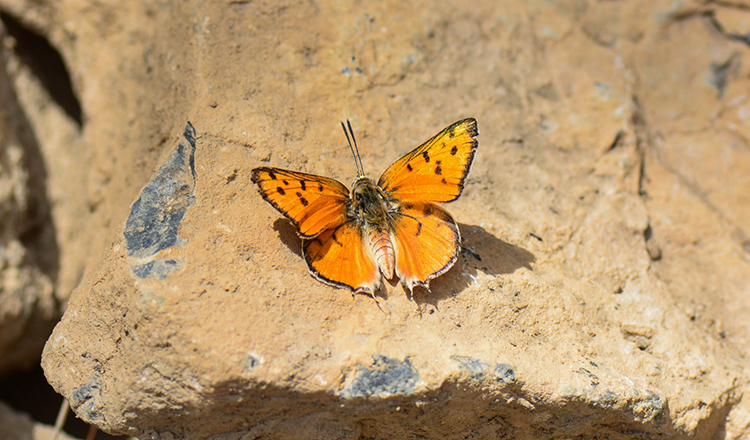 Siirtli taksicinin akılalmaz hikayesi! Kelebekler hayatını değiştirdi 9