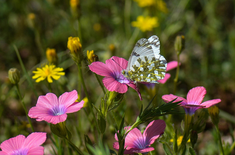 Siirtli taksicinin akılalmaz hikayesi! Kelebekler hayatını değiştirdi 8