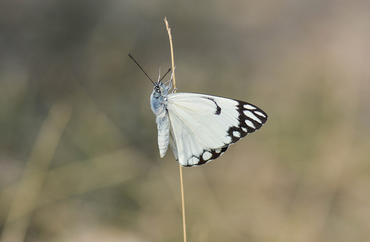 Siirtli taksicinin akılalmaz hikayesi! Kelebekler hayatını değiştirdi 7
