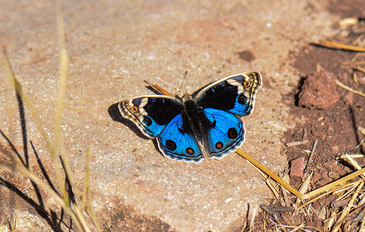 Siirtli taksicinin akılalmaz hikayesi! Kelebekler hayatını değiştirdi 11
