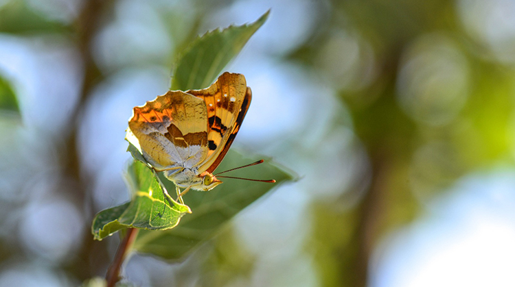 Siirtli taksicinin akılalmaz hikayesi! Kelebekler hayatını değiştirdi 10