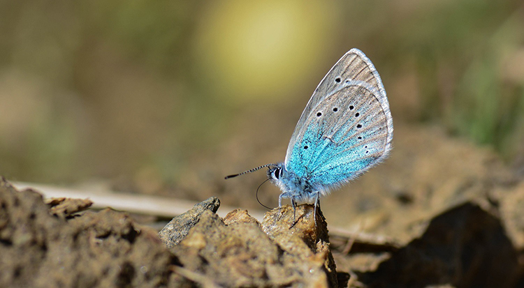 Siirtli taksicinin akılalmaz hikayesi! Kelebekler hayatını değiştirdi 12