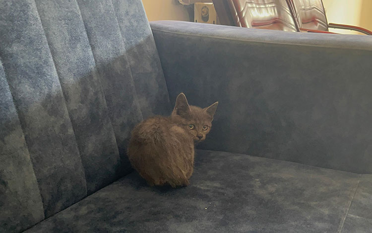 Erzurum'da girdi Çankırı'da çıkarıldı! Yok böyle yolculuk 3