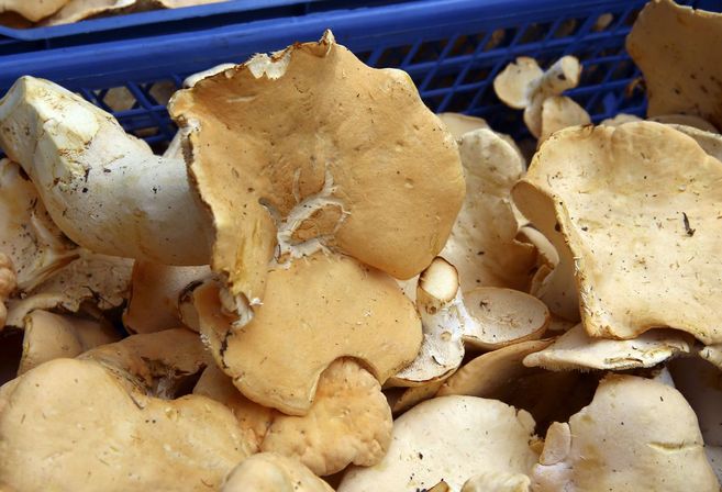 Ölüm meleği olarak biliniyor! Tek ısırığı bile adamı komaya sokar 4