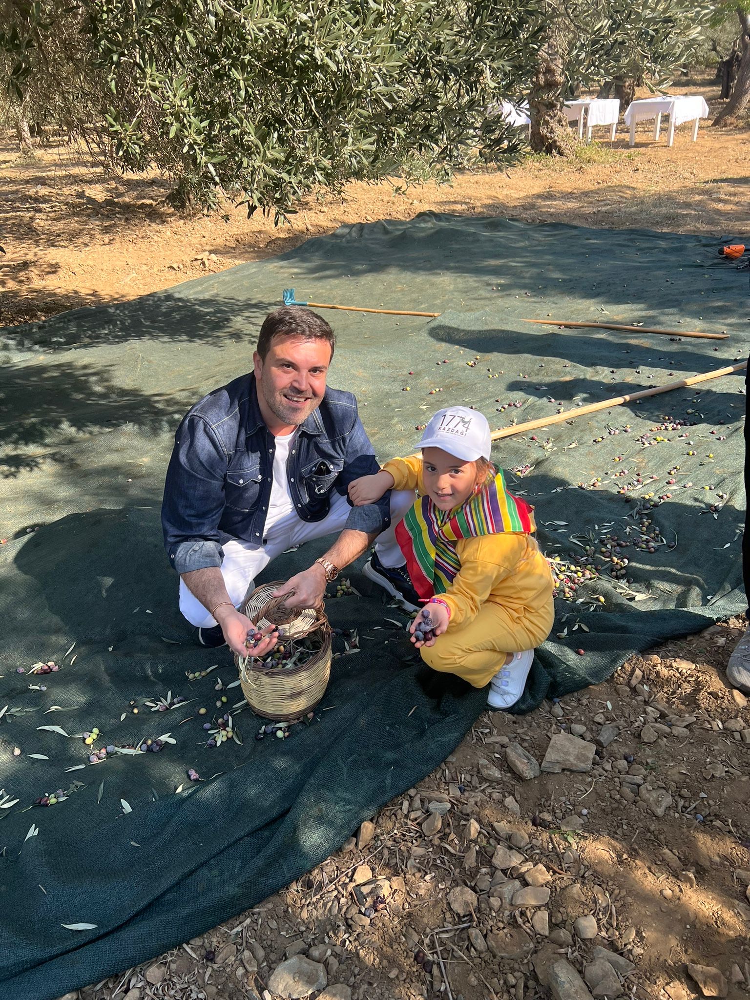 Oksijen diyarında zeytin hasadı 2