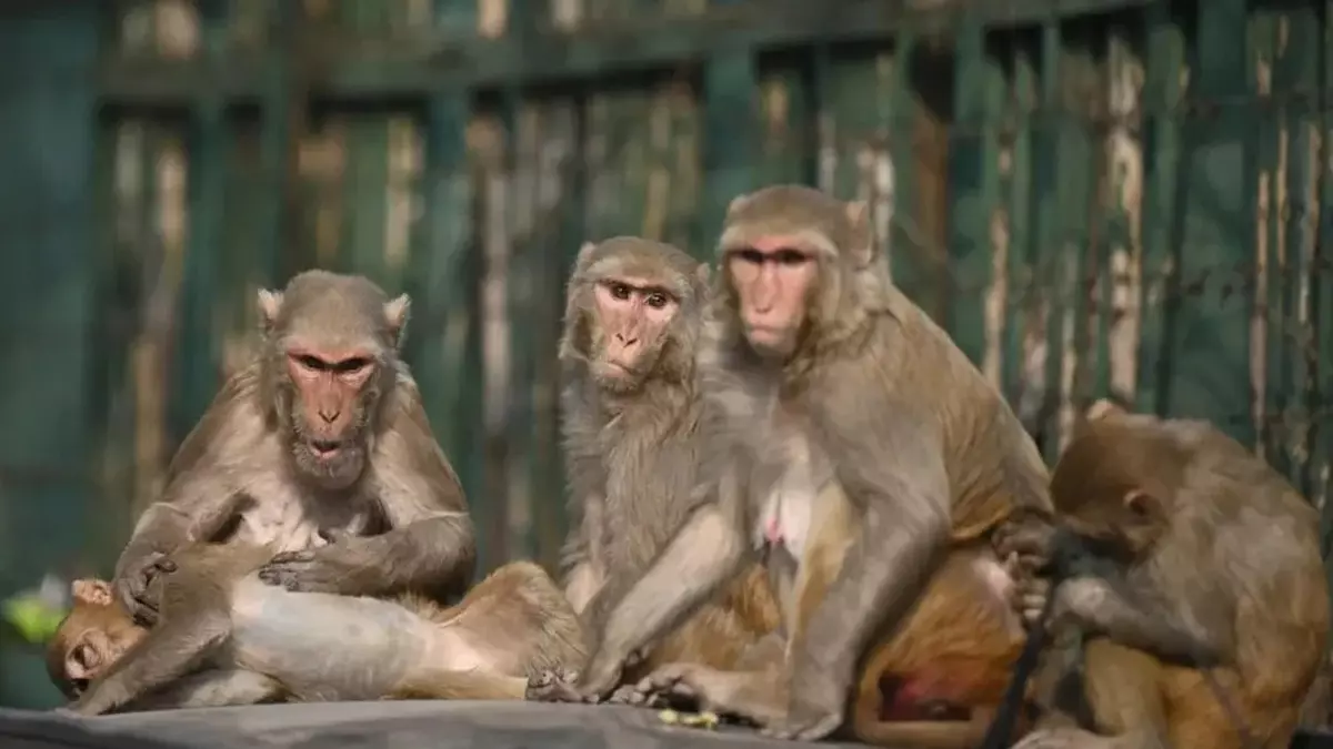 Antalya'daki bir evde kafesin içinde bulunmuştu! Ekipler görür görmez el koydu 3