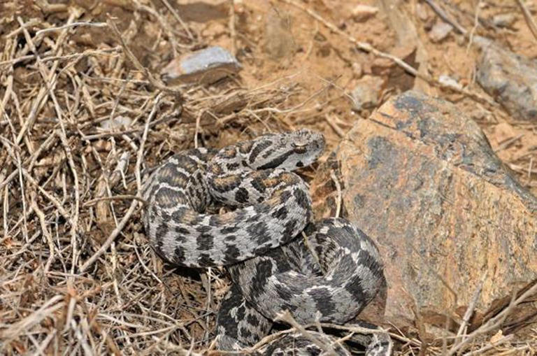 Bir ısırığı insanı tabuta gönderiyor! Gördüğünüz anda kaçın 3