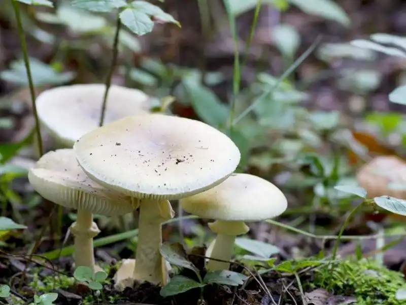 Ölüm meleği olarak biliniyor! Tek ısırığı bile adamı komaya sokar 6