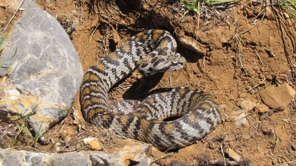 Bir ısırığı insanı tabuta gönderiyor! Gördüğünüz anda kaçın 2