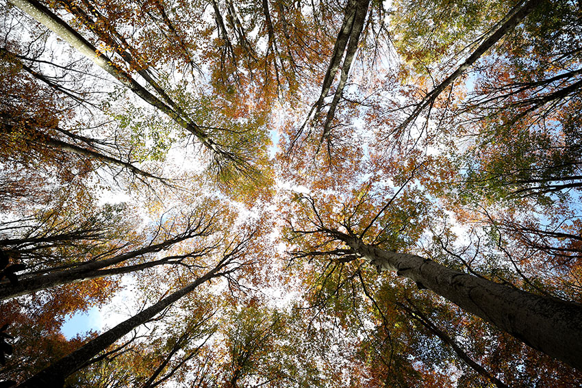 Istranca ormanlarında muhteşem sonbahar manzaraları 1