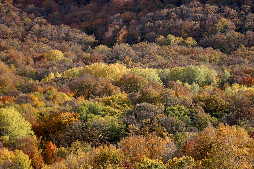Istranca ormanlarında muhteşem sonbahar manzaraları 10