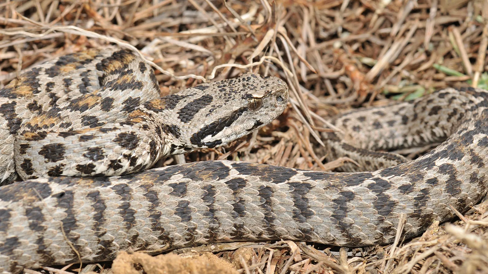Bir ısırığı insanı tabuta gönderiyor! Gördüğünüz anda kaçın 4