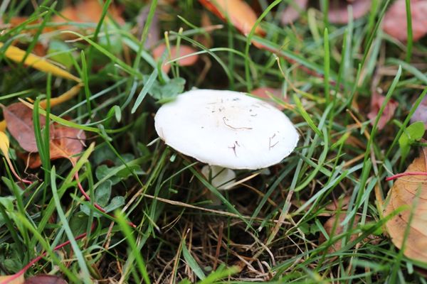 Ölüm meleği olarak biliniyor! Tek ısırığı bile adamı komaya sokar 5