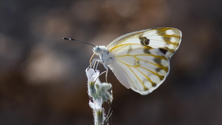 Siirtli taksicinin akılalmaz hikayesi! Kelebekler hayatını değiştirdi 2