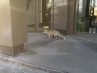 Ankara'nın göbeğine kadar indi! Görenler şaşkınlıkla telefonuna sarıldı 4