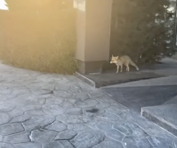 Ankara'nın göbeğine kadar indi! Görenler şaşkınlıkla telefonuna sarıldı 3