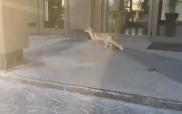 Ankara'nın göbeğine kadar indi! Görenler şaşkınlıkla telefonuna sarıldı 2