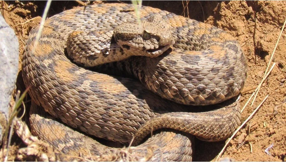 Bir ısırığı insanı tabuta gönderiyor! Gördüğünüz anda kaçın 1