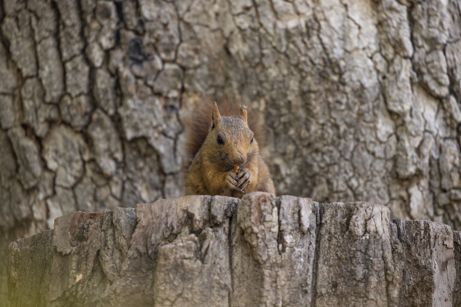 Munzur Vadisi'nin sevimli sakinleri sincaplar kış hazırlığında 6