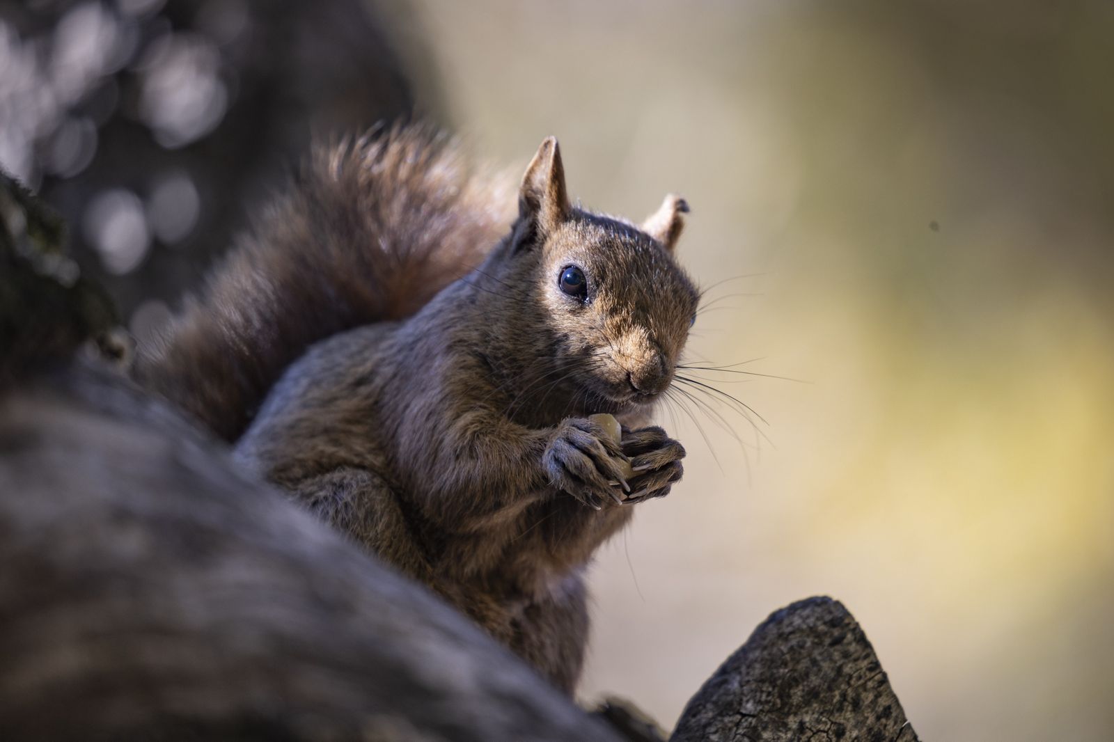 Munzur Vadisi'nin sevimli sakinleri sincaplar kış hazırlığında 7