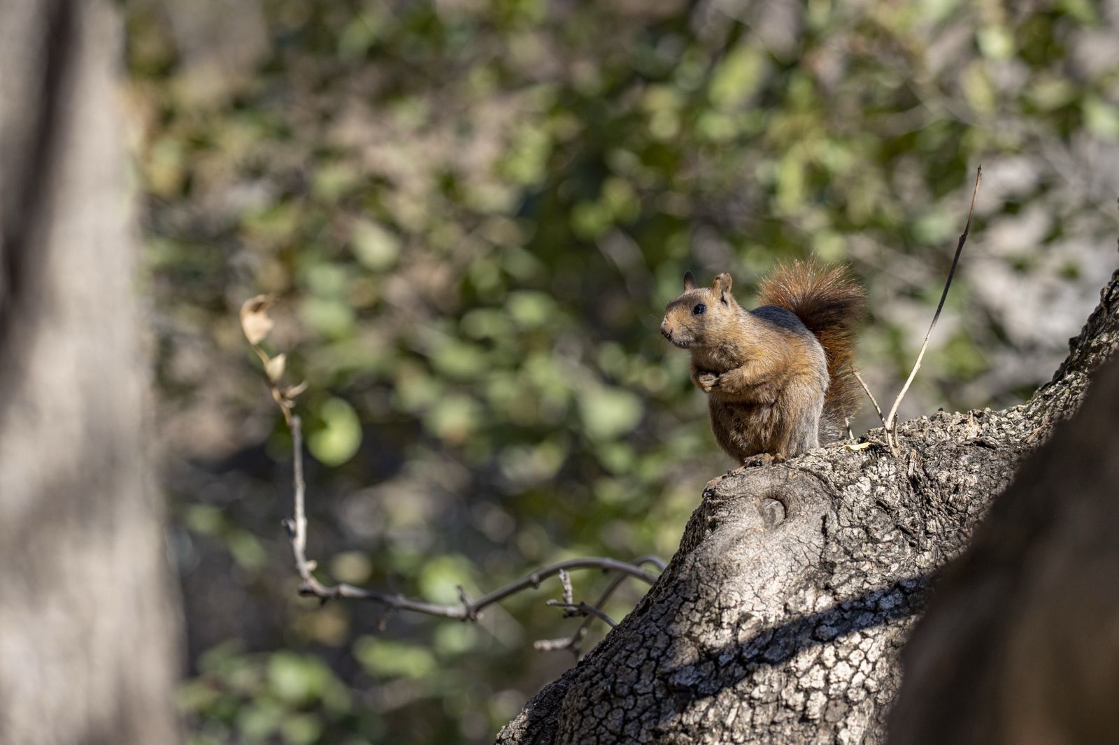 Munzur Vadisi'nin sevimli sakinleri sincaplar kış hazırlığında 8