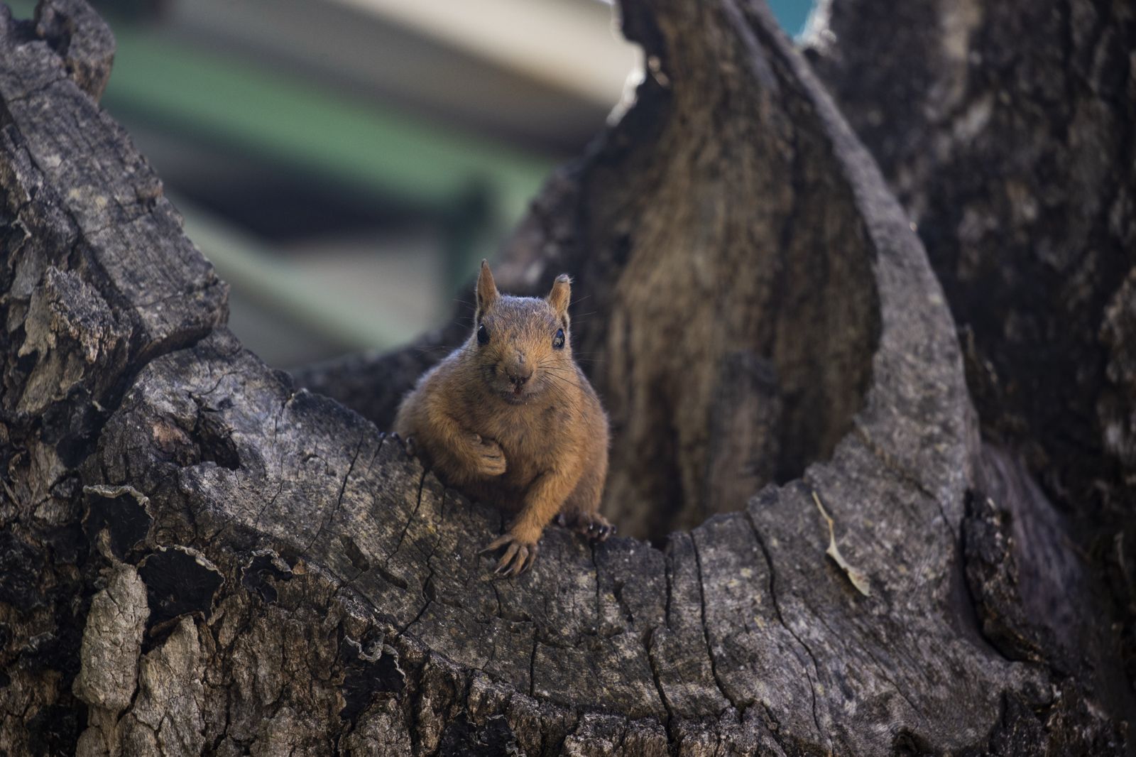 Munzur Vadisi'nin sevimli sakinleri sincaplar kış hazırlığında 3
